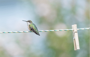 Vogel auf Wäscheleine