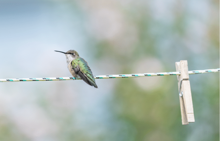 Vogel auf Wäscheleine